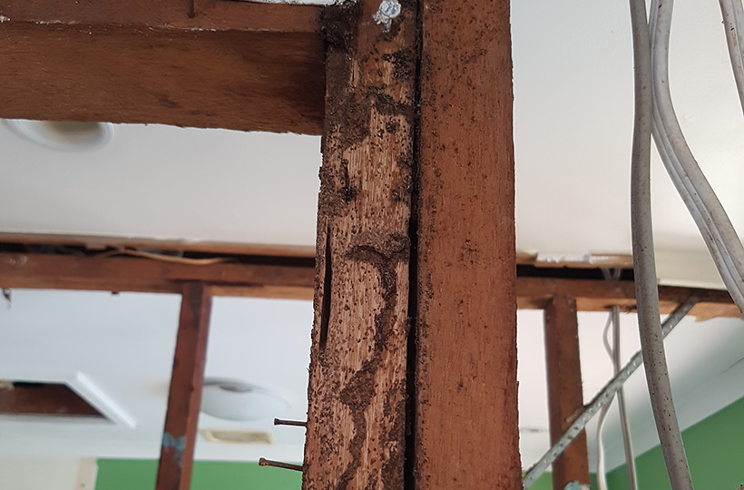 termite repairs and renovations gold coast